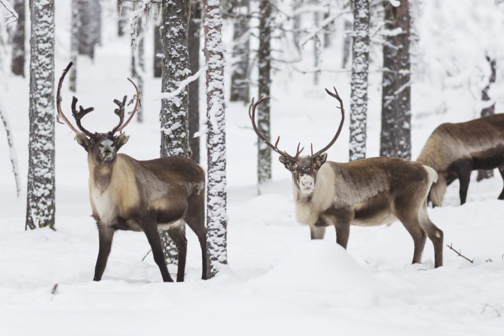 La Laponie Suédoise, destination tendance de l'hiver !