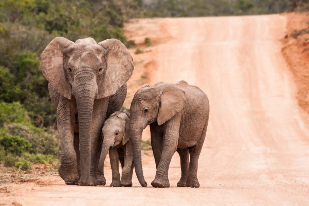 Trésors d’Afrique du Sud